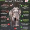 ข้อปฏิบัติเมื่อเจอช้างป่าบนถนน-การที่เราเจอช้างป่าเพียงตัว