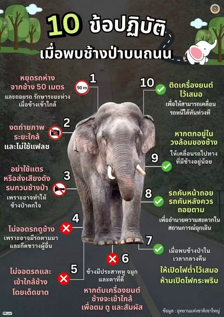 ข้อปฏิบัติเมื่อเจอช้างป่าบนถนน-การที่เราเจอช้างป่าเพียงตัว