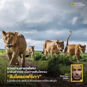 สิงโตได้ชื่อว่าเป็น-ราชาแห่งผืนป่าแอฟริกา-มาช้านาน-แต่ข้อม