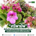 ðð¡ð¤ð§ð-:-“ศรีพายัพ”-พืชถิ่นเดียวบนยอดดอยเชียงดาว-ตอกย้ำความสม