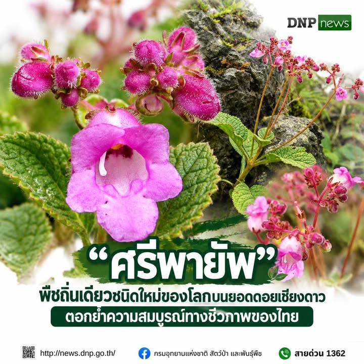 ðð¡ð¤ð§ð-:-“ศรีพายัพ”-พืชถิ่นเดียวบนยอดดอยเชียงดาว-ตอกย้ำความสม