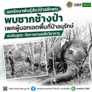 ðððð-:-เขตรักษาพันธุ์สัตว์ป่าสลักพระ-พบซากช้างป่าเพศผู้นอกเข
