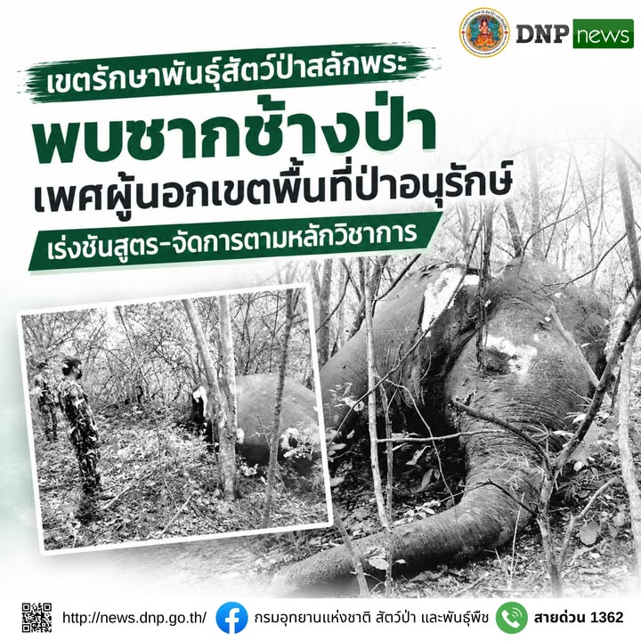 ðððð-:-เขตรักษาพันธุ์สัตว์ป่าสลักพระ-พบซากช้างป่าเพศผู้นอกเข