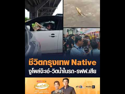 ชีวิตกรุงเทพ Native งูโผล่จ๊ะเอ๋-วิดน้ำในรถ-รฟฟ.เสีย อัพเดทข่าว