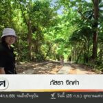 เรียกร้องพัฒนาพื้นที่หาดฟรีดอม-จ.จังหวัดภูเก็ต-เพื่อความปลอดภัย-นทท