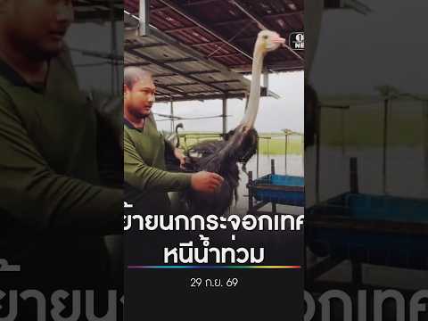 ย้ายนกกระจอกเทศ หนีน้ำท่วม สำนักข่าววันนิวส์