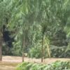 ðððð-:-เขตรักษาพันธุ์สัตว์ป่าเขาอ่างฤๅไน-เผยข่าวดี-พังชูใจ