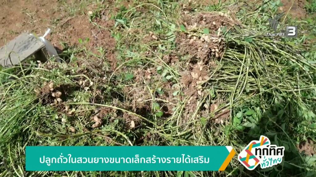 ปลูกถั่วในสวนขนาดเล็กสร้างรายได้เสริม-ข่าวใต้แลได้ที่เรา-#t