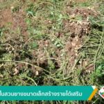 ปลูกถั่วในสวนขนาดเล็กสร้างรายได้เสริม-ข่าวใต้แลได้ที่เรา-#t