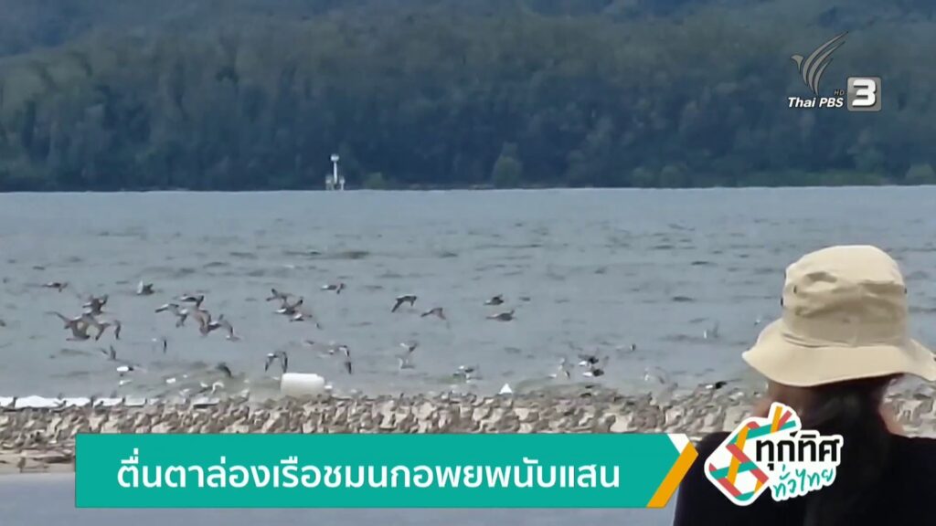 ตื่นตาล่องเรือ-ชมนกอพยพนับแสนตัว-จ.ตรัง-ข่าวใต้แลได้ที่เรา