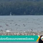 ตื่นตาล่องเรือ-ชมนกอพยพนับแสนตัว-จ.ตรัง-ข่าวใต้แลได้ที่เรา