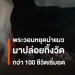 พระลำปางวอนหยุดนำแมวมาทิ้งวัด-หลังดูแลกว่า-100-ชีวิตไม่ไหว-พ
