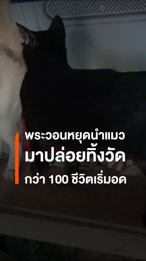 พระลำปางวอนหยุดนำแมวมาทิ้งวัด-หลังดูแลกว่า-100-ชีวิตไม่ไหว-พ