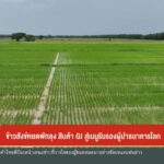 ข้าวสังข์หยดพัทลุง-สินค้า-gi-สู่เมนูรับรองผู้นำธนาคารโลก-ข่