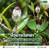 ðð¡ð¤ð§ð-:-นิ้วนางวิสาขา-พืชถิ่นเดียวทรงคุณค่า-ประดับพื้นป่าเ