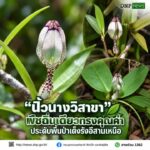 ðð¡ð¤ð§ð-:-นิ้วนางวิสาขา-พืชถิ่นเดียวทรงคุณค่า-ประดับพื้นป่าเ