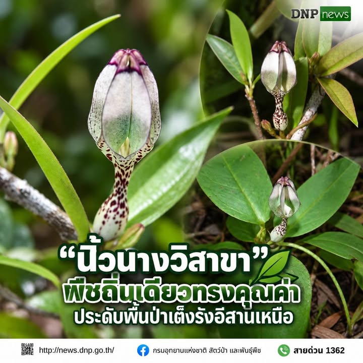 ðð¡ð¤ð§ð-:-นิ้วนางวิสาขา-พืชถิ่นเดียวทรงคุณค่า-ประดับพื้นป่าเ