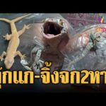 ด่วน สาวผวาตุ๊กแก 2 หางตกใส่เตียง-ลุงอินฟลูฯ เจอจิ้งจก 2 หาง | ข่าวอรุณอมรินทร์ 16/10/69