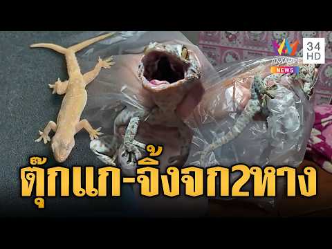 ด่วน สาวผวาตุ๊กแก 2 หางตกใส่เตียง-ลุงอินฟลูฯ เจอจิ้งจก 2 หาง | ข่าวอรุณอมรินทร์ 16/10/69