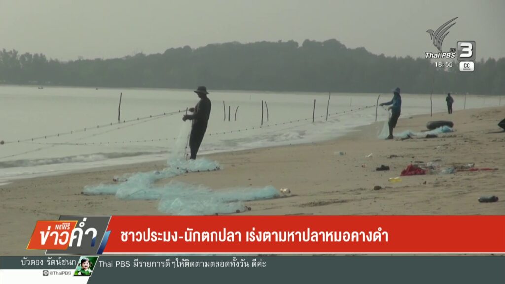 ชาวประมง-นักตกปลา-เร่งตามหาปลาหมอคางดำ-ข่าวใต้แลได้ที่เรา-#