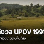 กระแสความตื่นตัวผลกระทบการเข้าร่วมอนุสัญญา-upov-1991-ว่าด้วย