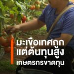 มะเขือเทศแม่แจ่มขาย-15-บาท/กก.-ต้นทุนกว่า-20-บาท-เกษตรกรขาดท