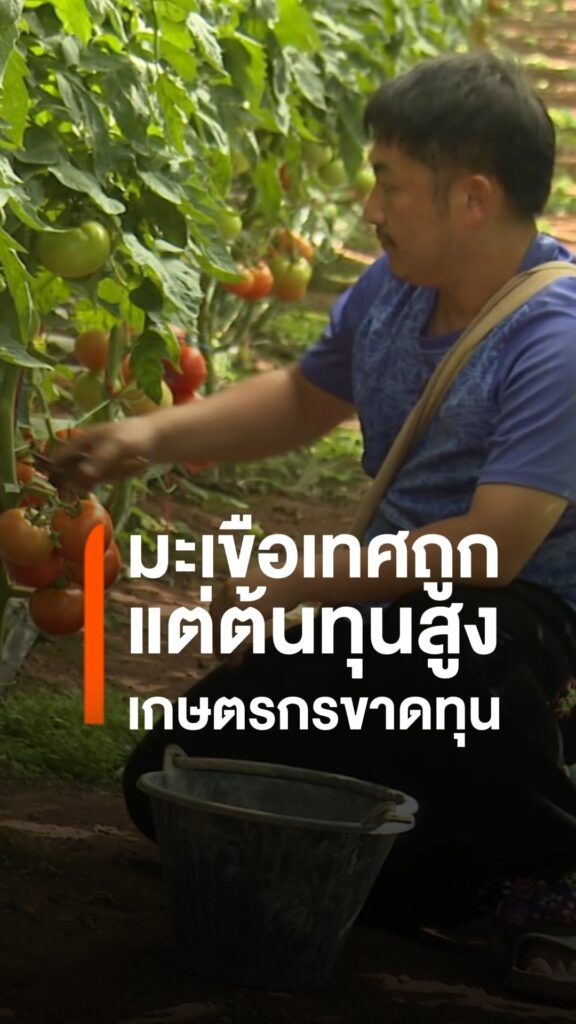 มะเขือเทศแม่แจ่มขาย-15-บาท/กก.-ต้นทุนกว่า-20-บาท-เกษตรกรขาดท