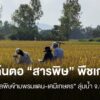 หาต้นตอ-“สารพิษ”-พืชเกษตร-แยก-“มลพิษข้ามพรมแดน-เคมีเกษตร”-ลุ