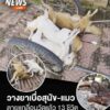 วางยาเบื่อสุนัข-แมวเกลื่อนวัดกาญจนาวาส-อ.จะนะ-ดับแล้ว-13-ชีว