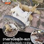 วางยาเบื่อสุนัข-แมวเกลื่อนวัดกาญจนาวาส-อ.จะนะ-ดับแล้ว-13-ชีว
