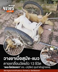 วางยาเบื่อสุนัข-แมวเกลื่อนวัดกาญจนาวาส-อ.จะนะ-ดับแล้ว-13-ชีว