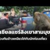 โซเชียลแชร์ลิงเขาสามมุขนั่งร่วมวงกินข้าวเหนียวไก่กับนักท่องเที่ยว  23 ต.ค. 69
