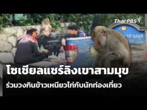 โซเชียลแชร์ลิงเขาสามมุขนั่งร่วมวงกินข้าวเหนียวไก่กับนักท่องเที่ยว 23 ต.ค. 69