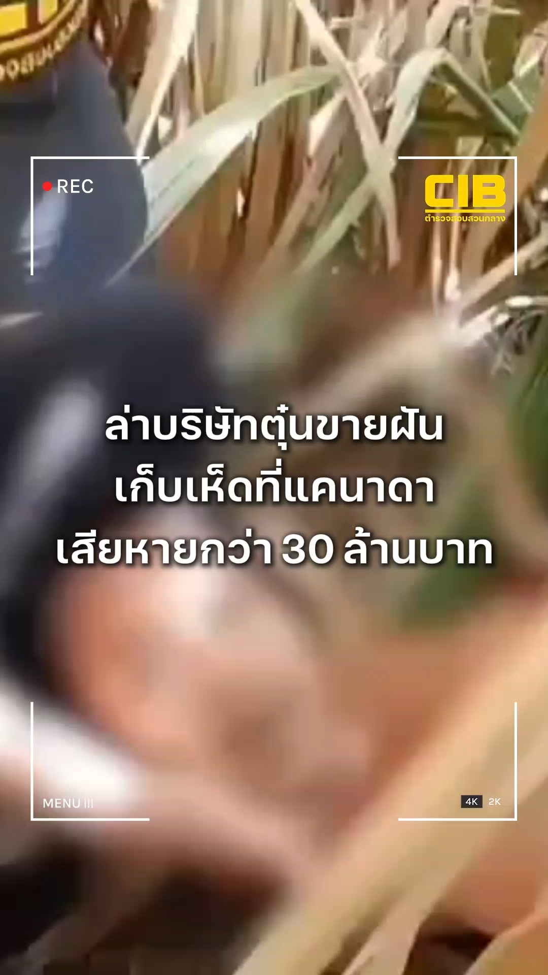 ตำรวจสอบสวนกลาง-ล่า-บริษัทตุ๋นขายฝันเก็บเห็ดที่แคนาดา