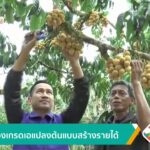ลองกองเกรดเอ-แปลงต้นแบบสร้างรายได้-ข่าวใต้แลได้ที่เรา-#thai