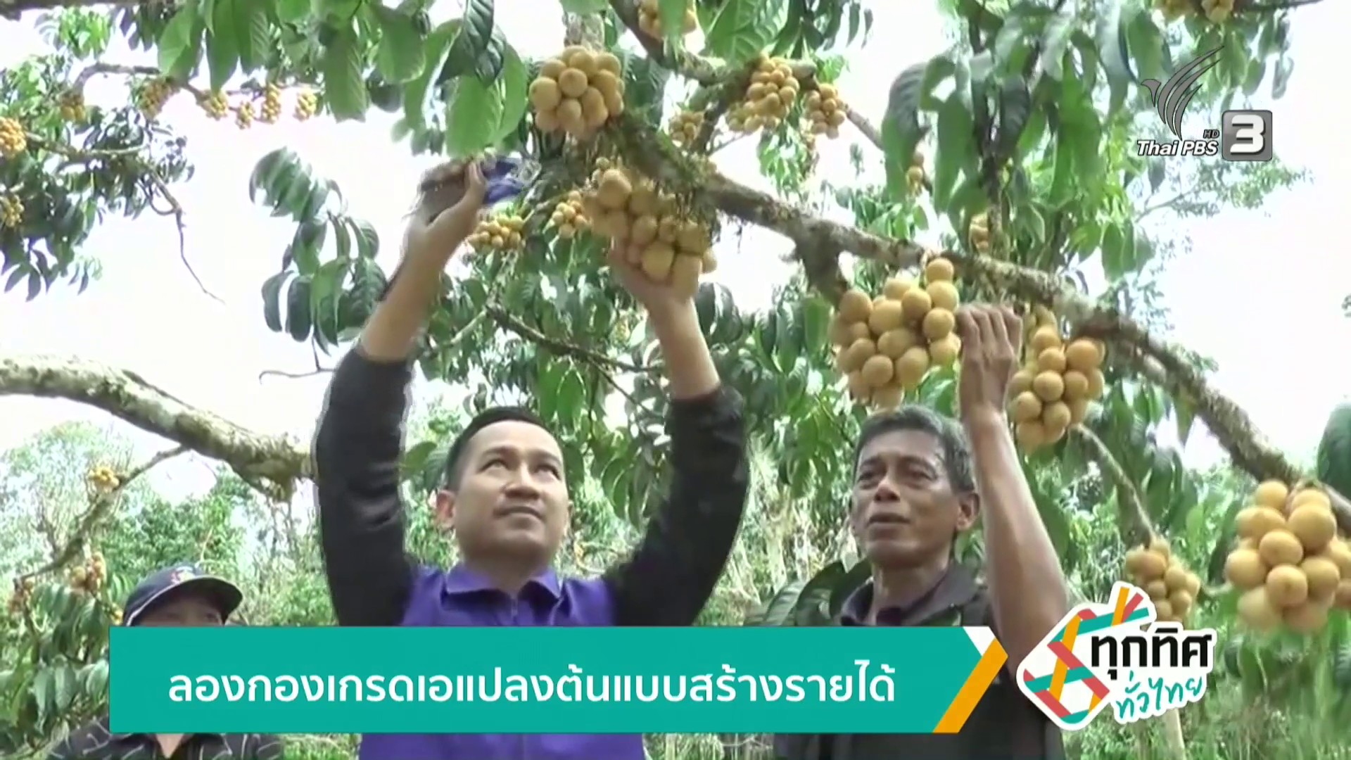 ลองกองเกรดเอ-แปลงต้นแบบสร้างรายได้-ข่าวใต้แลได้ที่เรา-#thai