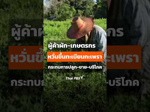 ผู้ค้าผัก-เกษตรกรกังวลขึ้นทะเบียนกะเพรา กระทบการปลูก-ขาย-บริโภค