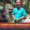 ชาวสวนผัก-กังวลราคาเมล็ดพันธูุ์กะเพราสูงขึ้น-จ.ตรัง-ข่าวใต้
