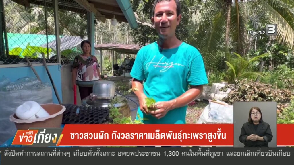 ชาวสวนผัก-กังวลราคาเมล็ดพันธูุ์กะเพราสูงขึ้น-จ.ตรัง-ข่าวใต้