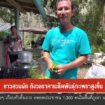 ชาวสวนผัก-กังวลราคาเมล็ดพันธูุ์กะเพราสูงขึ้น-จ.ตรัง-ข่าวใต้