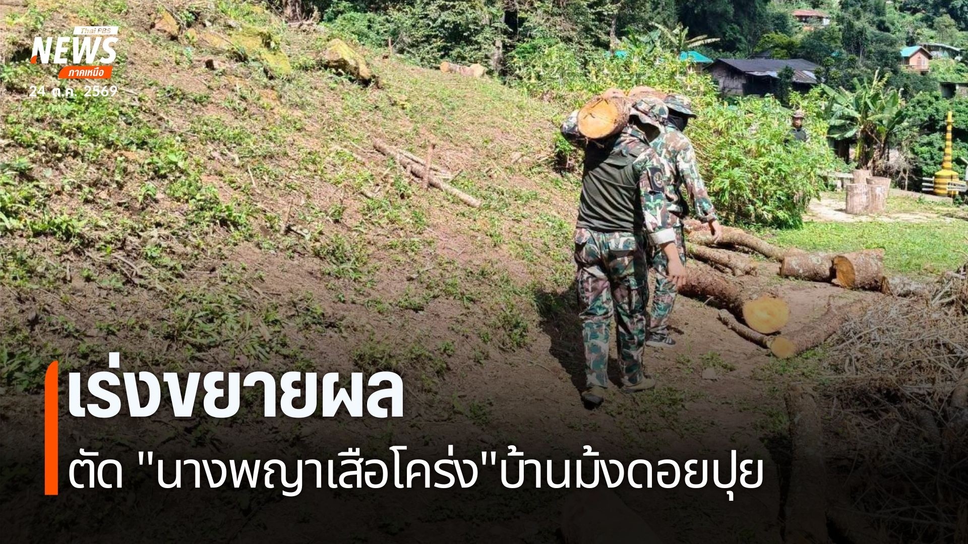 ชาวบ้านดอยปุยร้องผู้ว่าฯ-ตรวจสอบตัดไม้-15-ต้น-ห่วงกระทบต้นไม