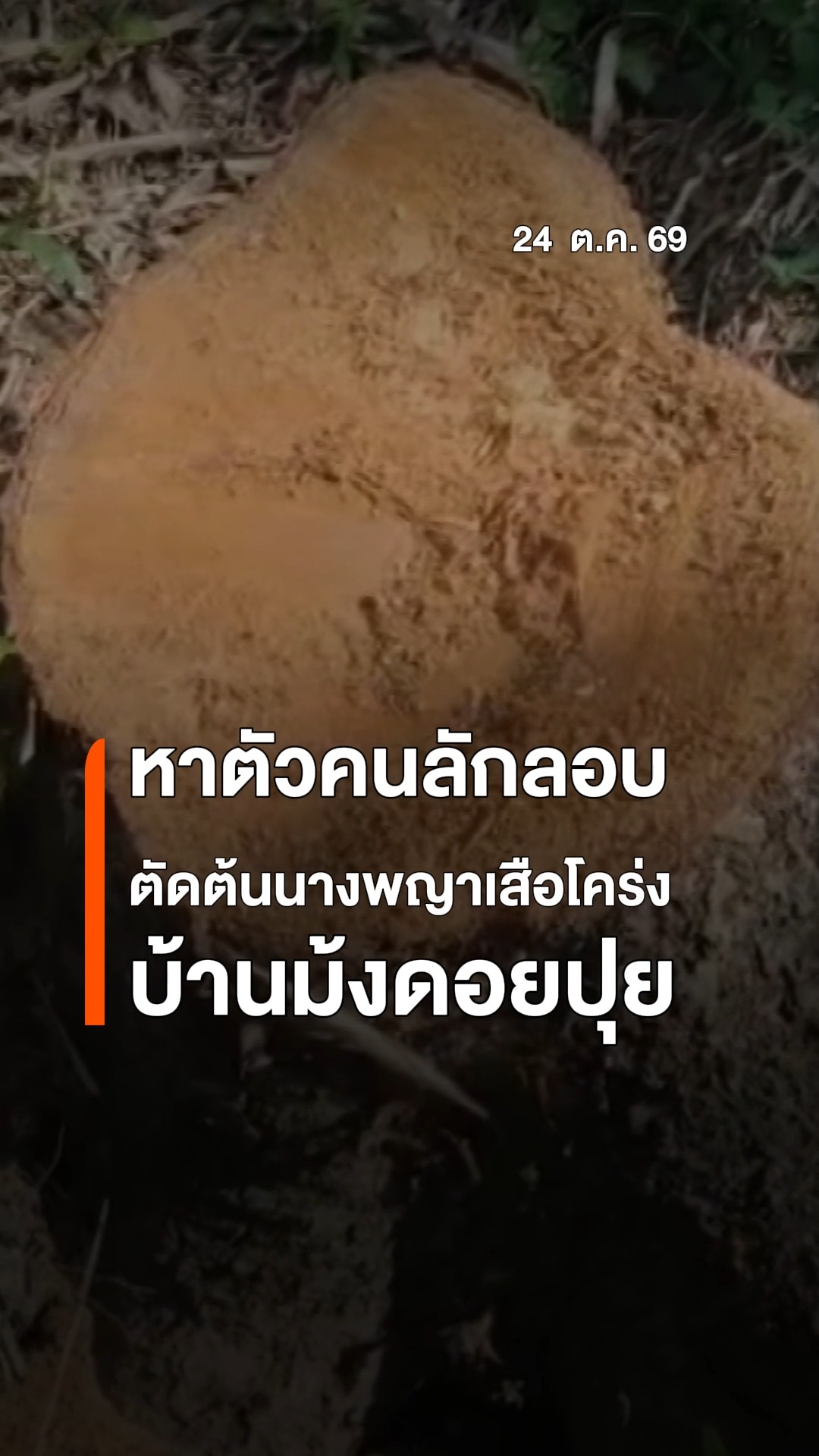 เร่งตามหาตัวคนลักลอบตัดต้นนางพญาเสือโคร่งบ้านม้งดอยปุย-กรมอุ