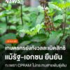 การขอรับความคุ้มครองกะเพรา-4-สายพันธุ์ของบริษัทซีพีแรม-ยังสร