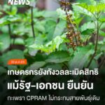 การขอรับความคุ้มครองกะเพรา-4-สายพันธุ์ของบริษัทซีพีแรม-ยังสร