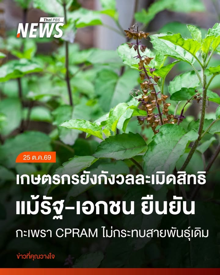 การขอรับความคุ้มครองกะเพรา-4-สายพันธุ์ของบริษัทซีพีแรม-ยังสร