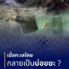 -เมื่อทะเลไทย-กำลังเป็นบ่อขยะ-ภัยเงียบสัตว์ทะเลหายากถูกคร่า