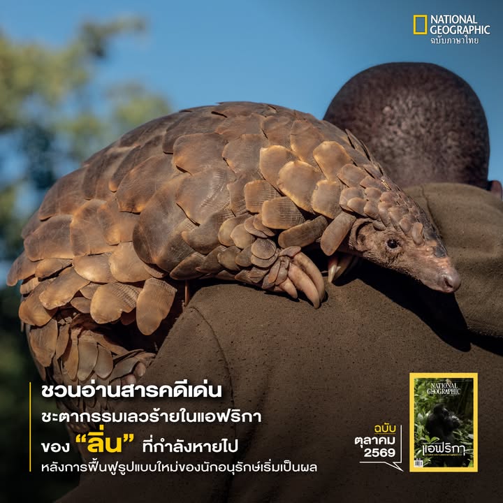 ปัจจุบัน-ลิ่น-เป็นสัตว์เลี้ยงลูกด้วยนมที่เผชิญกับภัยคุกคาม