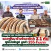 ðððð-:-กรมอุทยานแห่งชาติ-ร่วมกับกรมศุลกากร-dsi-แถลงยึดงาช้างข้ามชาต