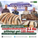 ðððð-:-กรมอุทยานแห่งชาติ-ร่วมกับกรมศุลกากร-dsi-แถลงยึดงาช้างข้ามชาต