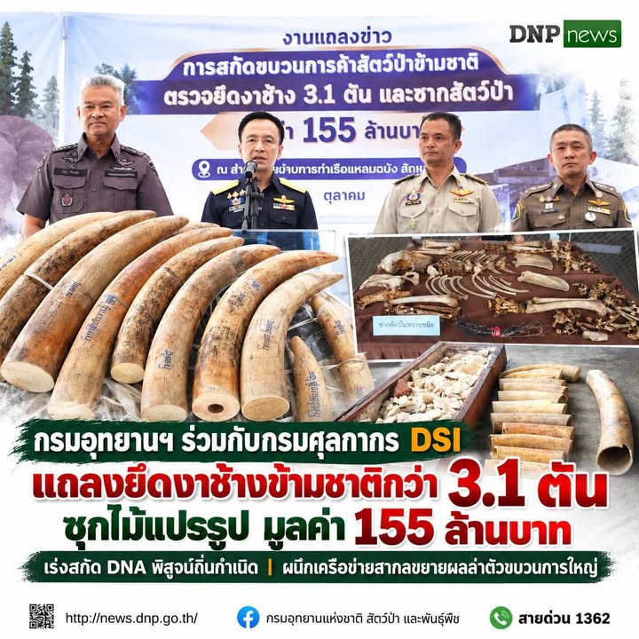 ðððð-:-กรมอุทยานแห่งชาติ-ร่วมกับกรมศุลกากร-dsi-แถลงยึดงาช้างข้ามชาต